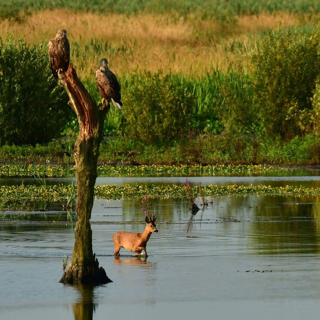 Twee zeearenden op een dode boomstam en een ree die door het water van de Onlanden loopt